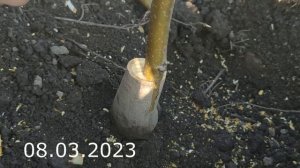 прививка грецкий орех весной // walnut grafting