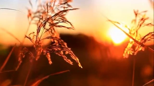 "ЛИСТ НА БЕРЁЗЕ СОВСЕМ ПОЖЕЛТЕЛ" смотреть онлайн