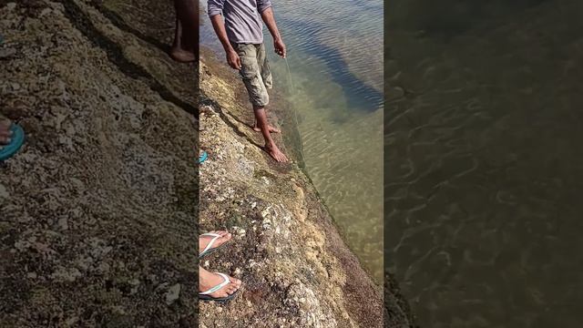 Как поймать мурену #шриланка #srilanka #shorts #индийскийокеан #мурена #рыбалка смотреть онлайн