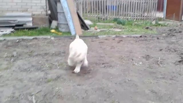 САО. Щенок алабая, резвится на прогулке. смотреть онлайн