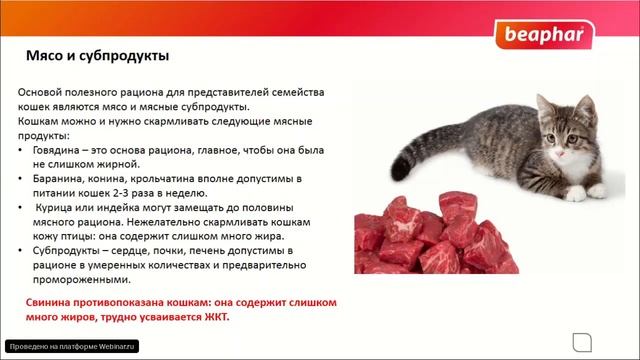 Питомец на натуральном кормлении Что важно знать? смотреть онлайн