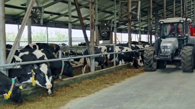 Cow Came To The Shop of This Person and Used to Sit on the Carpet смотреть онлайн