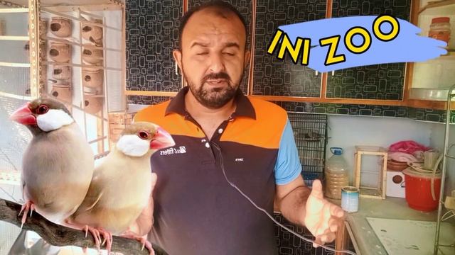 Java Sparrow Future In Pakistan | White Java | Silver Java | Gray Java | Fawn Java | Prices 2022 смотреть онлайн