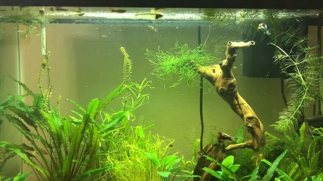 Как приготовить корм для аквариумных рыбок. смотреть онлайн