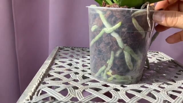 #орхидеи# Что я прикупила в марте месяце!🐹💮🌼🌼 смотреть онлайн