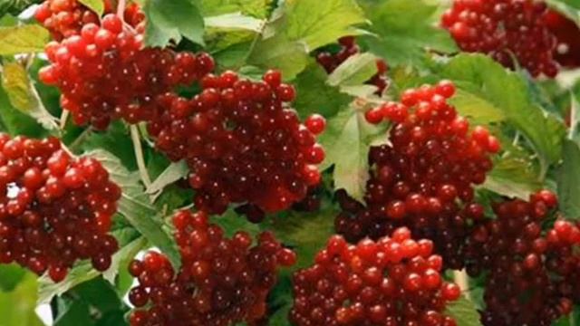 Горькая краса смотреть онлайн