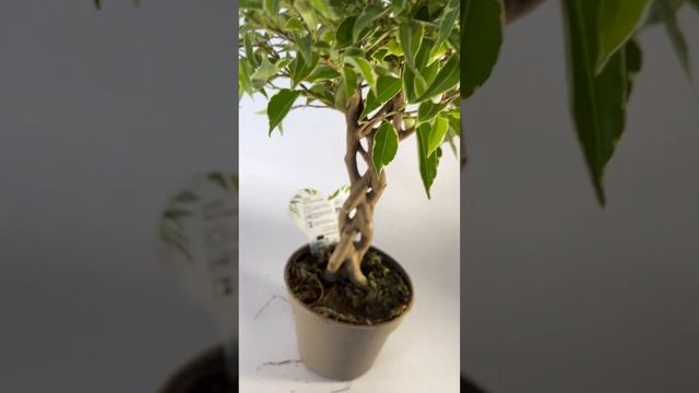 Фикус Бенджамина Нина переплетенный 12/45 смотреть онлайн