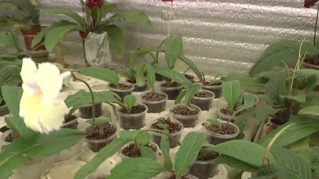 желтый стрептокарпус 1125 смотреть онлайн