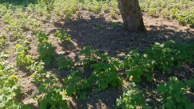 20.06.21г. Обзор маминой дачи🌱🌸. Первый сбор клубники🍓🍓🍓👍👍👍 смотреть онлайн