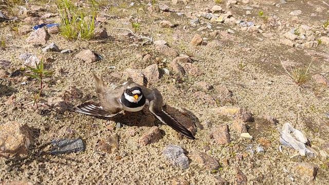 Птица отгоняет от гнезда. смотреть онлайн