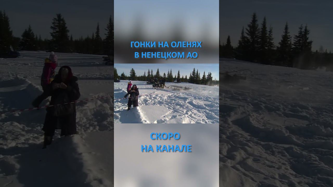 ГОНКИ НА ОЛЕНЯХ #SHORTS смотреть онлайн