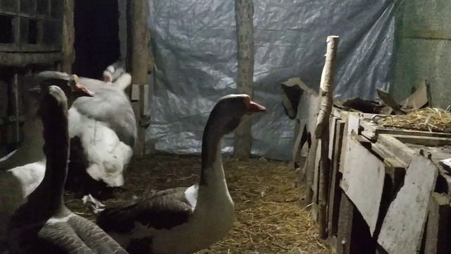 Холмогорские Гусиные бои 2 часть смотреть онлайн