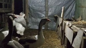 Холмогорские Гусиные бои 2 часть