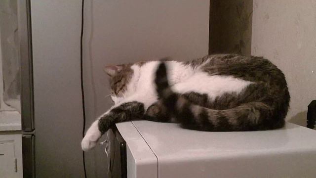 Кот Вася и Сережа в 4K смотреть онлайн