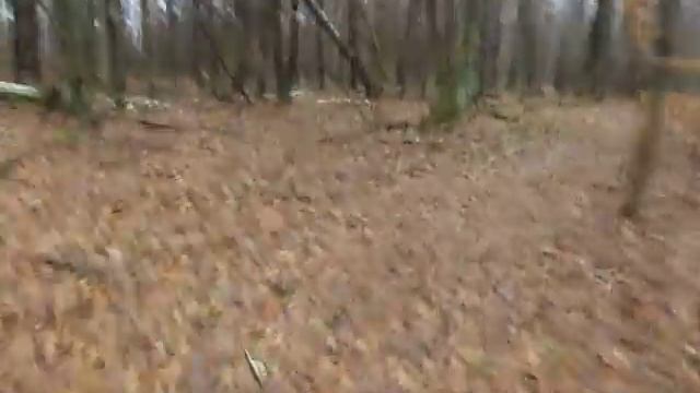 Поход к Царь Сосне . Нац парк Припятский . Следы зверей и Природа . Часть № 1 . смотреть онлайн