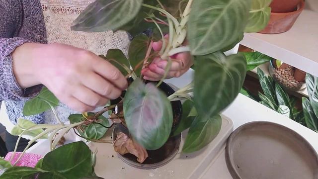 FROSTED HEART SYNGONIUM MACROPHYLLUM смотреть онлайн