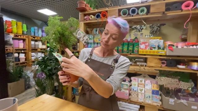 Полисциас Минг - обзор сорта полисциаса | Как ухаживать за полисциасом | Растение похожее на бонсай