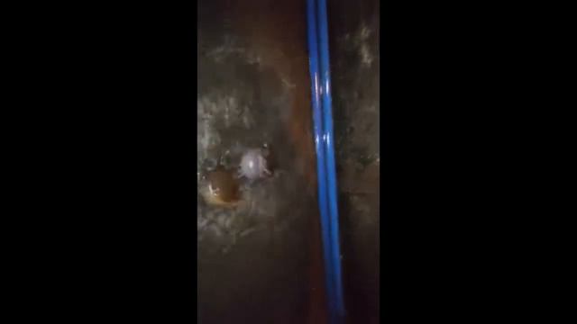 ЭПИЧЕСКАЯ БИТВА ЛЯГУШЕК!!! ЛЯГУШКИ-СУМО!!!