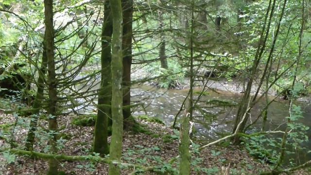 Two Walks in Eastern Belgium | vLog #8 | Nature Travel Guide смотреть онлайн