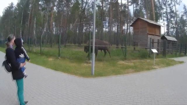 Березинский биосферный заповедник. Медведь, зубр, лось, волк, олент и др. смотреть онлайн