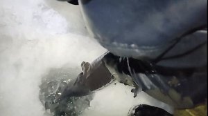 Ловля осетра на платнике