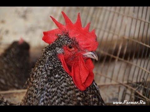 Гуковские куры. Взрослые куры в помещении