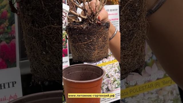 Гортензия метельчатая Полистар (Hydrangea paniculata Polestar) Полярная звезда. ☎️8-926-645-46-99 смотреть онлайн