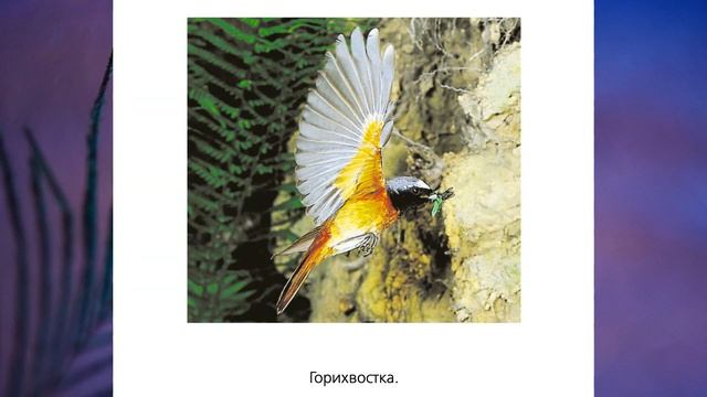 "Весна", Окружающий мир 1 класс, с.120-121, Планета знаний. смотреть онлайн