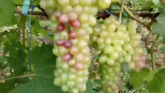 Сорта винограда Хэллоуин, Брависсимо, Басанти, Флагман, Зоренька, Фестиве 30 июля 2021 года. смотреть онлайн