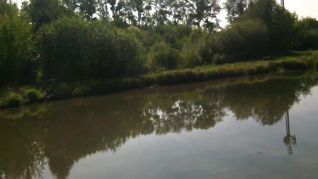 разогнал райских птичек чудовище