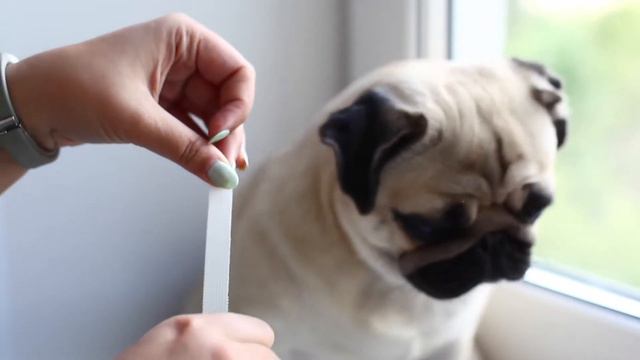 Как правильно заклеивать уши мопсу и зачем ⁄⁄ Correction shape of pug's ears смотреть онлайн