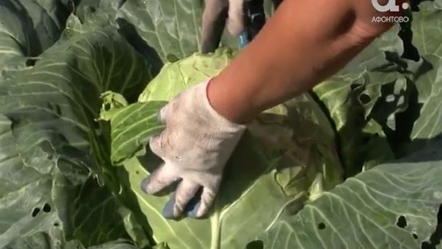 Голова садовая. Что делать, чтобы капуста не трескалась смотреть онлайн