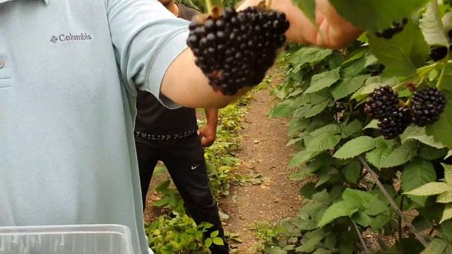 Ремонтантный сорт ежевики Прайм Арк Фридом. Обзор от директора Ягодной Лаборатории. смотреть онлайн