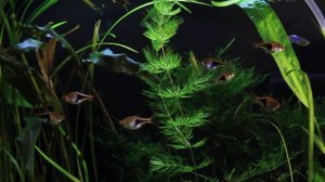 Расбора клинопятнистая в аквариуме 25 литров