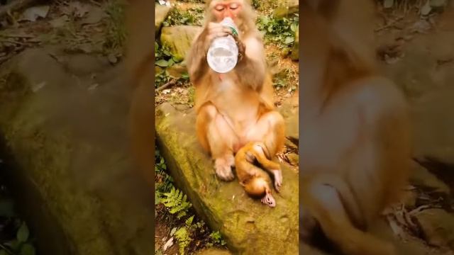 Pure Drinking Water | monkey drinking pure drinking water смотреть онлайн