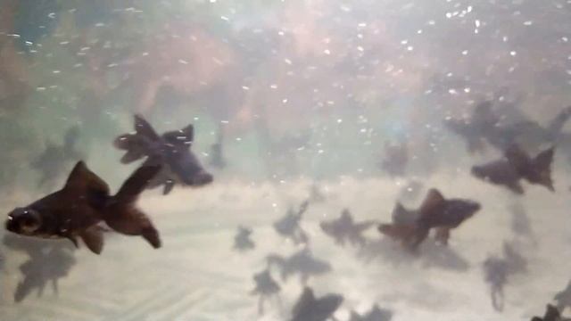 Телескопы в яме! Чудеса,да и только... Что делает пруд с золотыми рыбками? смотреть онлайн