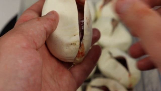 Cutting The First Ball Python Clutch Of 2022! - Benjamin's Exotics смотреть онлайн