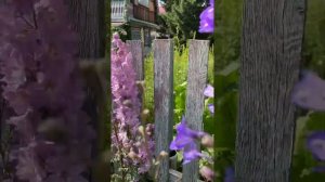 Новозеландские дельфиниумы из семян. Результат эксперимента!