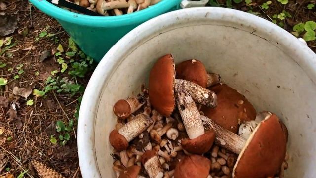 Подосиновики или опята, кого собирать!!! Нашествие грибов! смотреть онлайн