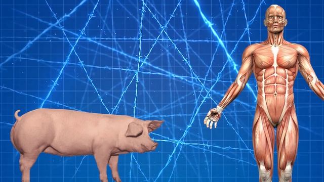 НАСТОЯЩИЙ МОТИВ МИСТЕРА МИТА ! ПОЛНЫЙ СЮЖЕТ Mr. Meat ВСЕ СЕКРЕТЫ КОНЦОВКИ МИСТЕР МЯСО МЯСНИК смотреть онлайн