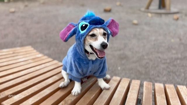 Превращение джек рассел терьера в инопланетного монстра Стича смотреть онлайн