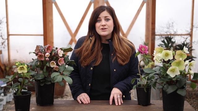 Hellebore Care Guide // Garden Answer смотреть онлайн