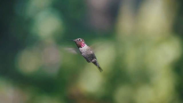 Brandvideo Kolibri Company смотреть онлайн