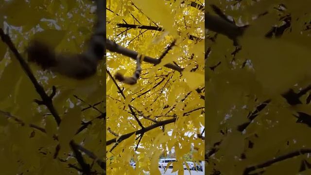 ОСЕНЬ ДОСТАЛА КРАСКИ – ЛИСТЬЯ ЯСЕНЯ В ЖЕЛТЫЙ РАСКРАСИТЬ (Autumn. Frаxinus excеlsior) #Shorts смотреть онлайн