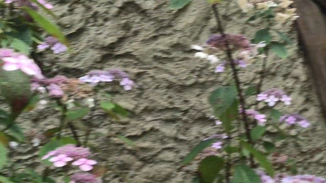 Hortensia 'Hydrangea serrata' 'Blue Bird' Des nids douillets à la clé смотреть онлайн