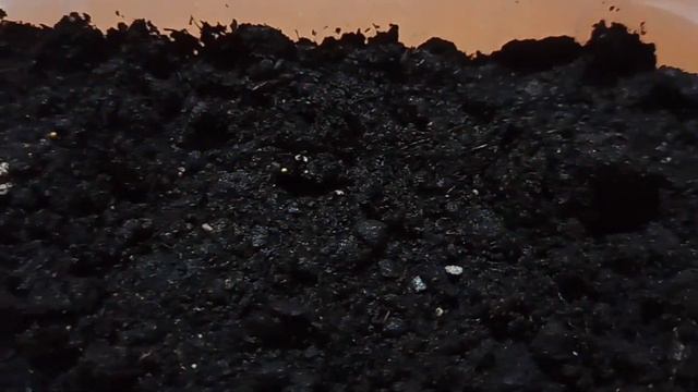 Сеем Петунию махровую, сорт Пируэт розовый F1 (09.02.2024) смотреть онлайн