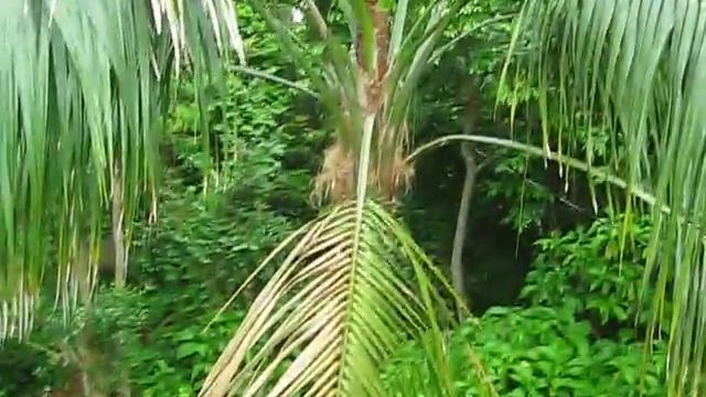 Howea forsteriana Large Kentia Palm смотреть онлайн