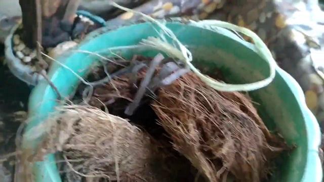 HOW I MAKE MY ORCHIDS PLANTS AT HOME смотреть онлайн