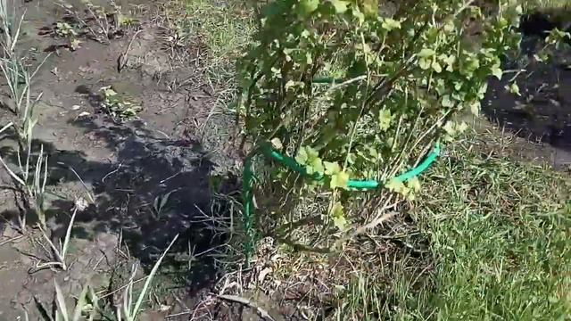 5 мая на даче. Всех поздравляю с Красной горкой! смотреть онлайн