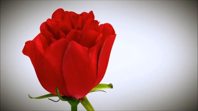 Роза (футаж) - Rose смотреть онлайн